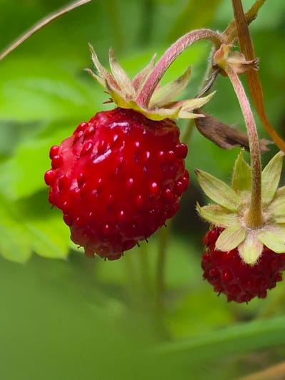 A close-up, eye-level shot shows two wild strawberries on a stem against a blurred green background. The strawberry in the foreground is larger and brighter red, with a textured surface dotted with small seeds. Its calyx is a light green with pinkish-red accents and fine hairs. Behind it, to the right, a second, smaller strawberry is visible, also red and with its green calyx. Thin, dry stems and a single green leaf are also present. The lighting suggests natural daylight. The image does not contain any elements that would suggest a specific location within the city of Hargla, Estonia.
