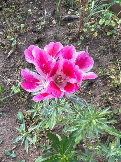 A cluster of bright pink and white flowers, identified as Clarkia amoena, bloom in a garden setting. The flowers, with their ruffled petals, are the central focus of the image. The background consists of dark, dry soil with scattered green foliage and some dead plant matter. The lighting suggests an outdoor scene under natural daylight conditions. The location is the city of Большелуг, Russia.
