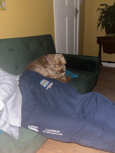 An upside-down view reveals a person on a dark green sofa. They wear dark blue tracksuit bottoms with "Canterbury of New Zealand" and a logo on the right leg, and "Poolaclinda School" with a patterned shield on the left. A striped shirt is visible at the waist. A small, light brown dog with a purple collar rests comfortably on the person's legs. A plant and a wooden table are in the background, and a white door is visible on the left.