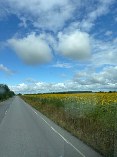 A scenic view of a field of sunflowers in Ivanovychi, Ukraine, is captured on a bright, cloudy day. The image shows a paved road on the left, lined by tall green trees. To the right of the road, a vast expanse of sunflowers stretches into the distance, their yellow blooms a vibrant contrast against the green foliage. The sky above is a brilliant blue, dotted with fluffy white clouds. The road appears to be an empty rural route, suggesting a peaceful and natural setting. No people or animals are visible in the frame, emphasizing the natural beauty of the landscape. The overall atmosphere is serene and tranquil.