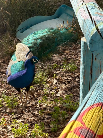A vibrant peacock rests amongst leaves and ground cover. The bird’s plumage displays iridescent blues, greens, and cream colors. The peacock is near a cracked blue plastic object and beneath weathered wooden structures with peeling paint, one section featuring a yellow and red design. The scene suggests a naturalized setting with elements of human intervention.