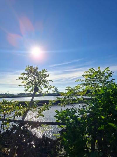 The image presents a sunlit waterscape near Dayahbaro, Indonesia. The sky is a bright blue with thin, stretched clouds, dominated by a radiating sun low in the frame. To the right, leafy foliage overhangs the water's edge, casting dappled shadows and obscuring parts of the shimmering water surface. Sunlight reflects intensely off the water, creating bright, glinting patterns. A vague suggestion of the far bank is visible through the haze. The orientation of the image is rotated to appear vertical.