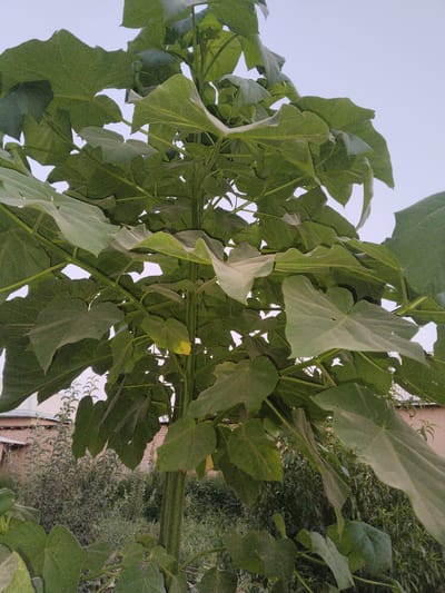 A close-up, low-angle shot captures the dense foliage of a large, leafy plant in Muminabad, Uzbekistan. The plant's stem is thick and appears rough-textured, supporting numerous large, green leaves that dominate the frame. These leaves exhibit prominent veins and have slightly irregular, lobed edges. The background shows a hazy sky and hints of buildings and other vegetation, suggesting an outdoor setting within the city. The lighting is soft, likely from an overcast sky or late afternoon sun. No people or animals are visible in the image.