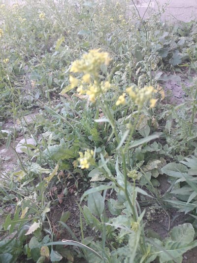 The image presents a close-up, ground-level view of a dense collection of green plants, suggesting a natural, wild, or uncultivated area. No people or animals are visible. The scene is dominated by various types of foliage, including plants with slender stems and broader-leaved varieties, some of which feature serrated edges.
Prominently displayed are clusters of small, bright yellow flowers, particularly on the left side and in the foreground, with some appearing out of focus. These flowers are indicative of blooming plants, possibly from the mustard family or similar wild species. The leaves are predominantly green, although some show signs of yellowing or minor discoloration, suggesting natural aging or slight stress.
Beneath the thick canopy of leaves, patches of dark, uneven soil are visible, interspersed with dried leaves and other organic debris. The overall impression is one of vigorous, untamed plant growth. The lighting is natural and appears to be soft daylight, possibly under an overcast sky, as harsh shadows are absent. The image captures a static moment of plant life. No text is visible within the frame. The setting, according to context, is Khistevarz, Tajikistan, but the image itself contains no specific geographical cues beyond a general outdoor environment.