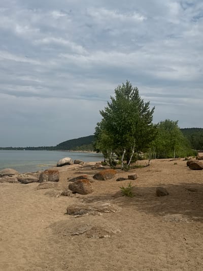 The image depicts a sandy beach with scattered rocks leading to the calm, clear water of a large lake or sea. In the background, a tree-covered hill forms the coastline. A few trees with white bark and green foliage are prominent on the beach, with more trees extending into the background. The sky is overcast with gray clouds, and a bird is visible in flight. The scene appears to be a natural landscape with no signs of human activity or urban development.