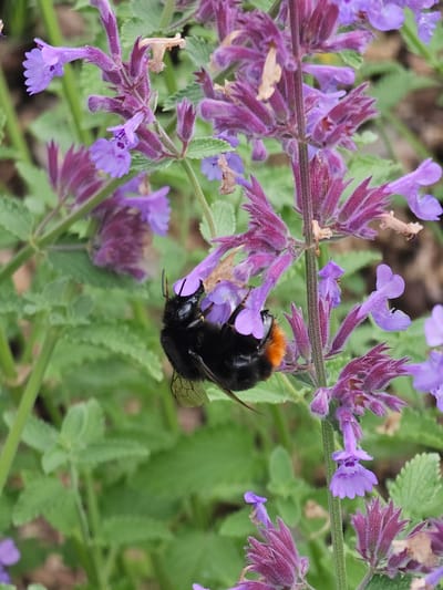 A bumblebee, with its black and orange body, hangs upside down from a cluster of small purple flowers. The bee's body is fuzzy, and its wings are transparent with visible veins. It appears to be collecting nectar from the flowers. The flowers are small and tubular, with some having delicate, petal-like structures. They grow on thin, green stems, and some have a velvety texture. The background is filled with soft green foliage, suggesting a garden or natural outdoor setting. The lighting appears to be natural daylight, possibly on a clear or partly cloudy day. The scene is peaceful and focused on the interaction between the bumblebee and the flowers, highlighting a moment in nature's activity. There is no visible text in the image. The location context provided is "Березка Снт (красногорский Р-н, Russia)".