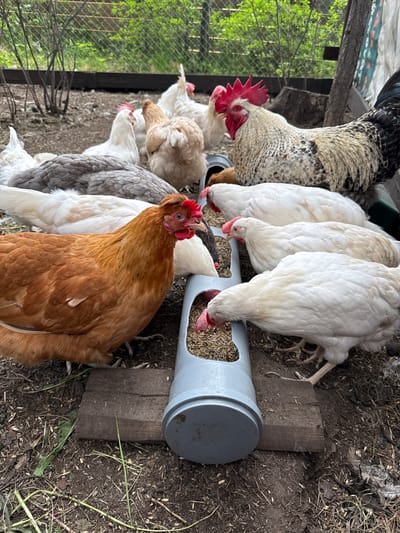 In Staraya Yasachnaya, Russia, a group of chickens gathers around a gray feeder filled with grain. The chickens are of various breeds and colors, including white, brown, and speckled, and appear to be pecking at the food. A rooster with a red comb stands prominently among them. The scene takes place outdoors in what appears to be a farmyard or coop, with a fence and some foliage visible in the background. The ground is covered in dirt, straw, and scattered feathers.