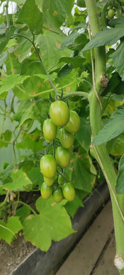 This is a close-up, eye-level, vertical outdoor shot of a tomato plant in a greenhouse or similar controlled environment. The main subjects are a cluster of unripe, oval-shaped green tomatoes hanging from a thick, fuzzy green stem. The tomatoes vary slightly in size and color, with some showing a lighter green hue. They are attached to thin stems and are surrounded by vibrant green leaves, some of which have brown spots. The background consists of more greenery and what appears to be the edge of a raised garden bed or planter box with a dark border, and wooden planks visible below. A thin string is wrapped around the main stem, likely for support. The lighting is natural, suggesting it's daytime. The scene is forensic in its detail, presenting the plant and its fruit without embellishment, likely within the context of agricultural monitoring or observation in the Пацейкаўскі сельскі Савет region of Belarus.