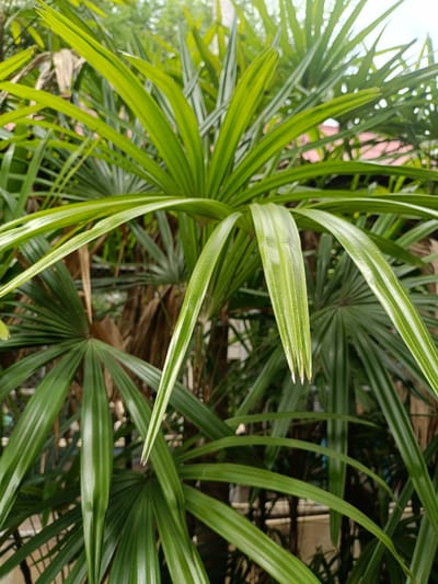 This is a close-up, vertically oriented, eye-level shot of lush green palm fronds in Ban Patan, Thailand. The fronds are arranged in a dense cluster, with some in sharp focus and others blurred by the shallow depth of field. The foreground is dominated by several large, fan-shaped palm leaves, their individual leaflets clearly defined with prominent veins and a glossy sheen. The colors range from a vibrant emerald green to a lighter, yellowish-green where the sunlight catches the leaves. In the background, out of focus, are more palm fronds, dried brown leaves, and hints of other greenery. The overall impression is one of abundant tropical vegetation.
