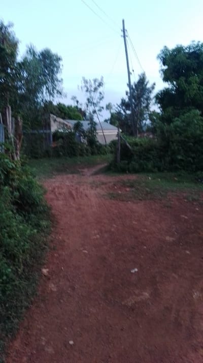 The scene depicts an outdoor environment in Siaya Township ward, Kenya. A red-brown dirt path, uneven and potentially worn by traffic, extends from the foreground into the midground, subtly curving towards the center-left. Dense green vegetation, consisting of grass, shrubs, and trees, borders the path on both sides, with a more significant accumulation on the immediate left. In the midground, partially obscured by foliage, a light-colored, possibly beige or cream, single-story building with a darker roof is visible. To the right, a wooden utility pole stands vertically, supporting multiple overhead power lines that stretch across the upper portion of the frame. Various trees with green canopies are dispersed throughout the background, contrasting with the light blue-grey sky above. No individuals, explicit actions, or direct interactions are observable within the frame. The lighting is diffused, suggesting either twilight conditions or an overcast day.