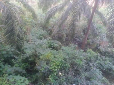 The image depicts a dense, overgrown area with lush green foliage. Tall palm trees with fronds dominate the upper portion of the frame, their leaves creating a canopy. Below the palm trees, a variety of smaller trees and bushes create a thick undergrowth. The environment appears natural and somewhat untamed, suggesting a rural or semi-rural setting within Ndikelionwu, Nigeria. The lighting suggests it might be late afternoon or early morning, with a soft, diffused light filtering through the leaves. There are no visible people or animals in the image. The overall impression is one of a natural, verdant landscape.