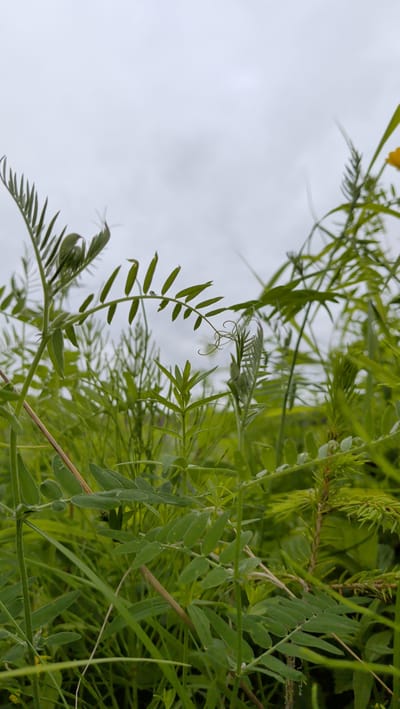 This is a low-angle, close-up photograph of green vegetation against a cloudy, overcast sky. The plants appear to be a mix of grass and leafy weeds, with some plants featuring compound leaves and tendrils. In the upper right corner, a small portion of a yellow flower is visible. The background is a pale gray sky with indistinct cloud formations. The foreground is dominated by lush green foliage, with some plants in sharp focus and others softly blurred. The scene is outdoors, in a natural setting, likely a field or meadow. There are no people or man-made objects visible in the image. The location is identified as Trofors, Norway, suggesting a natural environment within or near that city.