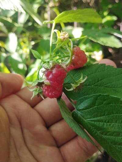A close-up, eye-level shot shows a person's left hand holding a small cluster of three ripe raspberries on a branch with green leaves and stem. The raspberries are a vibrant red and appear plump, with visible drupelets. The leaves are a deep green and textured. In the background, out of focus, are more green foliage and dappled sunlight, suggesting an outdoor environment. The scene takes place in Baryshivka, Ukraine.