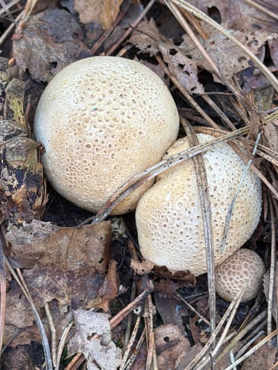 This is a close-up, overhead shot of three pale, round mushrooms with a textured surface of small, hexagonal indentations. They are nestled amongst fallen leaves and pine needles on the ground. The largest mushroom is in the upper left, with two smaller ones to its right and below, respectively. The mushrooms appear to be in a natural, outdoor setting, likely a forest floor. The image does not depict any people or specific landmarks that would indicate a location within Łeba, Poland.
