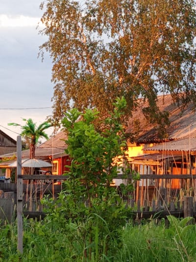 The image depicts a rural scene in Pankrushikha, Russia, during what appears to be late afternoon or early evening, indicated by the warm, golden light illuminating the buildings and trees. In the foreground, a rustic wooden fence separates a dense patch of tall green grass and foliage from the rest of the scene. A small, leafy green tree is prominently positioned in the middle ground, obscuring parts of the structures behind it.
Behind the fence and tree, a long, low-slung building with a weathered, corrugated roof is visible. The building is painted red, and its windows glow with the warm light of what seems to be interior illumination, suggesting evening or an interior light source. Attached to the building is a covered outdoor area, possibly a porch or veranda, with supporting posts and a translucent canopy. To the left of this main structure, another building with a grey roof is partially visible.
A distinctive element in the mid-ground is a decorative, artificial palm tree, rendered in a vibrant green. It stands near the covered outdoor area, adding an unusual, tropical touch to the otherwise traditional Russian village setting. In the background, a large birch tree with autumnal-colored leaves, reflecting the golden light, dominates the upper right portion of the frame. The sky above is a pale blue with wispy clouds. The overall impression is one of a peaceful, lived-in rural dwelling bathed in the soft glow of sunset. There are no people or animals visible in the frame.