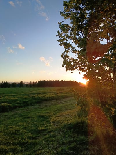 The image depicts a sunset over a field in Verkhnii Dvor, Russia. The sky transitions from blue to a warm orange hue near the horizon, with scattered clouds. A dense forest borders the field in the distance. A tree, its leaves catching the light of the setting sun, dominates the right side of the image. The foreground consists of a grassy field, with visible tracks or patterns in the grass. No people are visible.