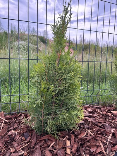 A close-up, low-angle shot shows a young evergreen shrub, possibly a cedar or cypress, growing near a wire fence. The shrub's feathery green foliage fills the right side of the frame, appearing healthy and lush. To the right of the shrub, a thick layer of dark brown mulch, composed of wood chips and bark, covers the ground. The wire fence runs vertically through the image, creating a grid pattern that partially obscures the background.
Through the fence, a grassy field with scattered white wildflowers is visible, suggesting a rural or garden setting. The background also shows a hazy depiction of trees and the sky. The sky appears overcast with diffused light, indicating either early morning or late afternoon, or a cloudy day. The overall impression is one of a newly planted or maintained garden area. There is no visible text in the image. The location is identified as Haaslava, Estonia.