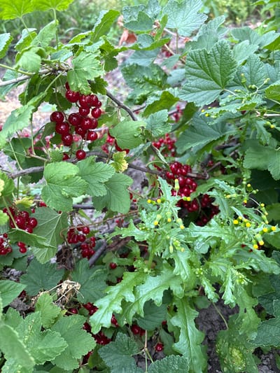 The image shows a close-up view of a red currant bush with ripe berries and green leaves. The berries are clustered on thin stems and are a deep red color. The leaves are lobed and serrated, with a slightly textured surface. Some parts of the bush have small yellow flowers or buds. The background is blurred, suggesting an outdoor environment, likely a garden or natural setting. The scene appears to be located in Siniy Gay, Russia.