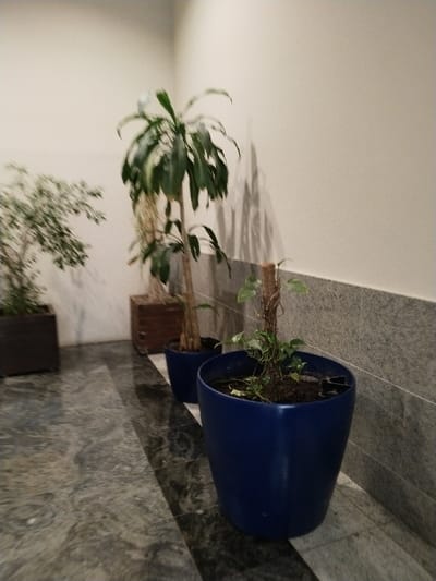 Three potted plants line a hallway with a gray stone floor. The first plant on the left is a small, leafy green shrub in a dark brown rectangular pot. The second plant is taller with a slender brown trunk and wide green leaves in a dark blue pot. The third plant, closest to the camera, is smaller with thin, winding vines around a wooden stake, planted in a blue pot. The walls are light beige, with a darker gray stone base along the bottom.