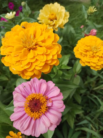 The image shows a close-up view of several zinnia flowers in various colors, including bright yellow, pink, and some out-of-focus purple flowers in the background. The flowers are in full bloom with many layered petals. The center of the pink zinnia is a vibrant orange with dark red accents. A small insect, possibly a fly, is visible on one of the yellow petals in the upper left portion of the image. The flowers are surrounded by green foliage and grass. The scene appears to be an outdoor garden setting. There are no people present. There is no indication of the location being in the city of Акбердино, Russia.