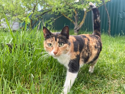 A calico cat stands in a grassy yard. The cat has orange, black, and white markings. The cat is facing forward, looking at the camera. Behind the cat are trees and a green fence. The location is likely Oblivskaya, Russia. There are no people visible. The cat's action is standing. The environment is a grassy yard with trees and a fence in the background.