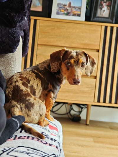 A dapple dachshund is sitting on a blanket on a couch, looking at the camera. The dog has brown and tan patches and long ears. It is a medium shot, with the dog filling most of the frame. The background is a wooden cabinet with vertical slats. There are framed pictures on top of the cabinet, one of which shows a person. There is also a dark purple blanket draped over the back of the couch. The scene appears to be indoors, likely a living room. The lighting is warm, suggesting it could be daytime. There is no visible text in the image.