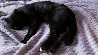 A black cat is sleeping on a lavender, textured blanket. The cat is curled up on its side, with its head tucked in. The blanket has a wavy pattern. The scene is indoors.