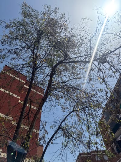 This media file is a photograph taken outdoors in Alcalá de Henares, Spain. The image is oriented vertically and tilted, looking upwards towards the sky. The primary subjects are the bare branches of a tree, with a few scattered leaves, silhouetted against a bright blue sky. The sun is visible in the upper left quadrant, casting a strong glare and a sunbeam across the image.

In the background, parts of buildings are visible. One building on the right is a reddish-brown color with white vertical stripes and visible brickwork at the top. Another building, partially obscured, is visible in the upper edge of the frame, appearing to have darker siding and windows.

The time of day appears to be daytime, given the bright sunlight and clear sky, possibly late morning or early afternoon. The weather seems fair and sunny. The scene conveys a sense of autumn or early spring, as indicated by the mostly bare trees. There are no people visible in the image. No text is discernible.