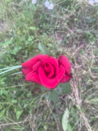 A vibrant red rose is the central subject of this close-up, top-down shot. The rose, with its tightly furled center and broad, rich red petals, is positioned slightly off-center to the left of the frame. The background consists of soft-focus green and brown foliage, suggesting an outdoor setting. Some faint, blurred white shapes are visible in the upper portion of the background, possibly small flowers. The lighting appears natural, with no harsh shadows. The image was captured outdoors in a natural environment, possibly a garden or a field. The exact location within the city of Novyi Tahamlyk, Ukraine, cannot be determined from the visual information alone.