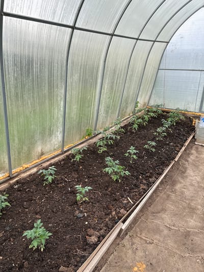 This image displays the interior of an arched tunnel greenhouse located in Bol'shaya Mos', Russia. The structure is composed of translucent, corrugated polycarbonate or plastic panels supported by a grey metal framework. The panels show some weathering and dirt accumulation, particularly along the lower sections.

The central feature is a large, rectangular raised garden bed, approximately 1.5 meters wide, framed by simple light-colored wooden planks. This bed is filled with dark, tilled soil. Approximately two dozen young plants, consistent with tomato seedlings, are planted in two primary rows along the length of the bed. The plants exhibit healthy green foliage.

Along the base of the left side wall, yellowish-orange spray foam sealant is visible, filling gaps between the translucent panels and the wooden base of the raised bed. At the far right end of the raised bed, a large, clear five-gallon plastic bottle filled with water rests on the soil. A thin red cord or string hangs from the overhead metal frame near the rear of the greenhouse.

The ground to the right of the raised bed forms a narrow pathway of compacted bare earth. No individuals are present in the scene, and no direct actions are depicted, though the cultivated plants indicate recent activity.