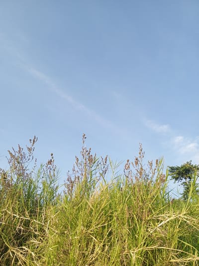 A low-angle, wide shot captures tall, green grasses and seed heads against a clear, light blue sky. The grasses dominate the lower half of the frame, with their feathery tops reaching upwards. A few wispy clouds streak across the sky. In the upper right corner, the dark green foliage of a tree is visible. The image appears to be taken outdoors in a natural environment, likely a field or meadow. The lighting suggests it is daytime, possibly late afternoon given the warm tones in the grass. The location is Yakkurugala, Sri Lanka.
