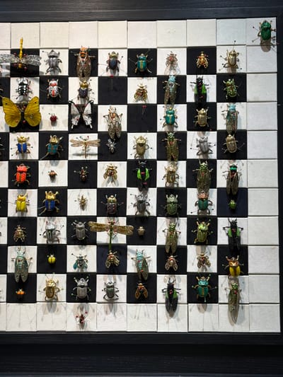 The image depicts a collection of pinned insects arranged on a checkerboard pattern of squares, mounted within a black frame. The insects vary in size, color, and species, including dragonflies, butterflies, beetles, and cicadas. They are meticulously placed on individual squares, some on black and some on white. The overall presentation resembles a chess board with insects as pieces. This display is located in the Museo Diocesano di Pienza, within the city of Pienza, Italy. The scene is static and does not show any people or actions. The environment is a museum setting, with the checkerboard display being the central focus.