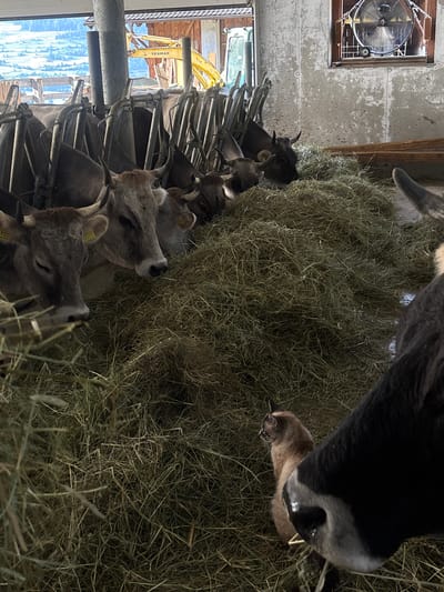 The image depicts a barn interior with several goats and cows. In the foreground, a large pile of hay is visible, with several cows nosing into it, likely feeding. Their heads are partially obscured by the hay, but their bodies and horns are visible. Some of the cows have yellow ear tags. In the background, a large fan is mounted on a wall, suggesting ventilation is important in the barn.
The scene appears to be well-lit, with natural light coming from what seems to be an open doorway or window, revealing a glimpse of an outdoor environment with a yellow excavator in the distance. The overall impression is of a working farm, likely in a rural setting. The perspective is from a low angle, looking upwards towards the animals and the fan. The image is oriented vertically, with the top of the scene on the right.
There is no indication of the time of day or weather conditions. The emotional tone of the image is neutral, focusing on the animals and their environment. No people are visible in the frame.
Visible text includes the brand name "YANMAR" on the excavator in the background.
