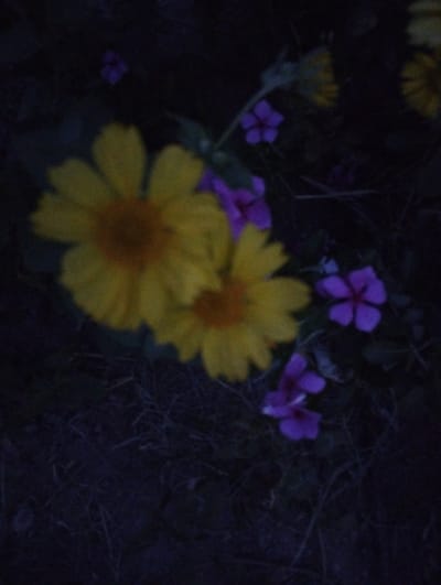 The image depicts a close-up, low-light, and slightly blurry view of several flowers. The main subjects are two large yellow flowers with prominent orange centers, positioned prominently in the foreground and mid-ground. To the right of the yellow flowers, and slightly further back, are several smaller purple flowers with five petals each. The background is dark and indistinct, suggesting a nighttime or heavily shaded setting. The overall impression is one of natural beauty captured in low light conditions.
The scene appears to be an outdoor garden or natural setting, likely Zarafshan City, Uzbekistan, given the provided location context. The darkness suggests it could be late evening or night, or perhaps a very overcast day. No specific activity or event is taking place; the image focuses solely on the floral subjects. Notable details include the soft focus of the image, which gives the flowers an almost ethereal quality, and the contrast between the bright yellow and vibrant purple blooms against the dark backdrop. There is no visible text in the image.
