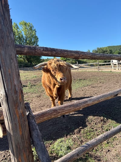 In Dabnitsa, Bulgaria, a Highland cow with long, curved horns stands behind a wooden fence. The cow is brown and furry, with a shaggy mane and a pink nose. It is looking directly at the camera. The background shows a dirt enclosure with some sparse green grass, a few trees, and a clear blue sky. A white horse is visible in the distance, behind another wooden fence. The scene is set in an outdoor rural environment.