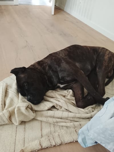 A large, dark brindle-coated short-haired dog is resting or sleeping on a light-colored, striped blanket on a light wood floor. The dog is positioned towards the center-left of the frame, with its head resting on the blanket and its body curled up. Its fur shows distinct dark brown and lighter tan brindle patterns. The blanket has thin, vertical brown stripes and a textured, possibly fringed, edge visible on the left and bottom.

The setting appears to be indoors, likely a home in Waasmunster, Belgium, with a clean, light-toned wooden floor (possibly laminate or hardwood) that extends across most of the background. A white wall is visible on the right side of the image, and a partial view of what looks like a doorway or entrance is in the upper left background. On the far right, a crumpled piece of light blue fabric, possibly another blanket or bedsheet, is visible. The lighting suggests it is daytime, and the overall mood is one of peace and comfort as the dog appears relaxed. No text is visible in the image.
