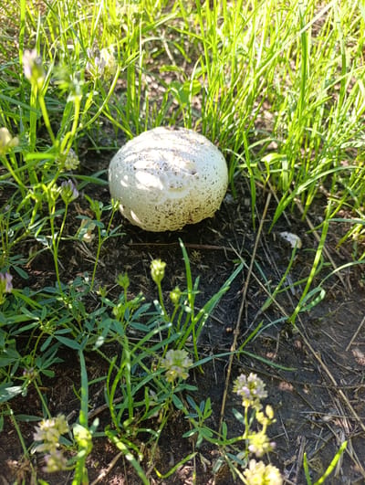 A white mushroom is growing in a patch of grass and dirt. The mushroom is round and covered in small brown specks. The grass is green and appears wet, with some small purple flowers scattered among it. The ground is dark brown and appears to be soil. The image is taken from a high angle, looking down on the mushroom and surrounding vegetation. This scene appears to be in a park or garden in Dimitrovskii, Russia.