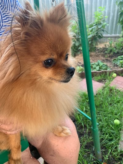 A Pomeranian dog is held by an unseen person in a garden. The dog, with fluffy tan fur and dark eyes, faces to the right. A green metal pole is visible to the right of the dog, and in the background, there is a corrugated metal fence, green foliage, and a dirt area with scattered red brick paving. The setting appears to be an outdoor residential area in Energetik, Russia.