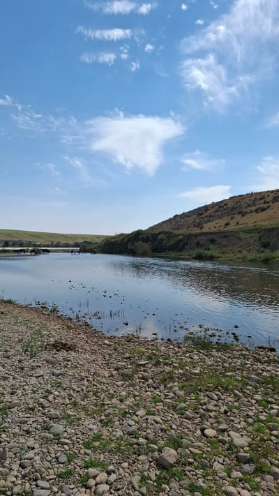 The image shows a wide river flowing through a rural landscape under a bright blue sky with scattered white clouds. The foreground is a rocky riverbank with sparse green grass. In the middle ground, several horses are standing in the shallow water along the opposite bank. The far bank is characterized by a gently sloping, grassy hill with some areas of exposed earth. In the distance, a few structures are visible on the left side, suggesting the presence of a settlement. The overall scene depicts a serene natural setting with livestock in a body of water. This location is identified as being in the vicinity of Boraldai, Kazakhstan.