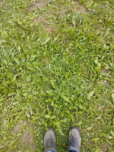 A close-up, top-down view of a person's hiking boots standing on a patch of mixed grass and weeds. The ground is uneven and appears to be outdoors, possibly in a park or unkempt area. The boots are laced and show some wear. The vegetation is predominantly green with some dry, brown patches. The specific location in the city of Ширяево (ильинский), Russia, is not discernible from the image itself.