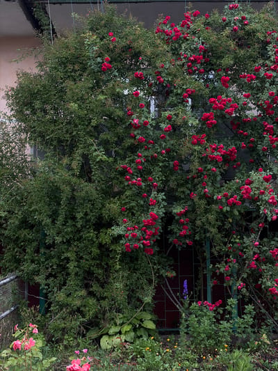 This image depicts a dense, overgrown garden scene in Chermen, Russia. A large, multi-stemmed rose bush dominates the center, laden with numerous clusters of bright red roses and dark green foliage. The rose bush is growing upwards and outwards, partially obscuring a building with a light-colored facade and a dark roofline. A metal fence with a chain-link pattern runs along the left side of the image, partially concealed by the greenery. In the foreground, a variety of smaller plants and flowers are visible, including pink roses, hosta plants with large, variegated leaves, and small yellow flowers. A single tall, purple flower, possibly a delphinium, stands out amidst the greenery. The overall impression is one of wild, untamed growth, suggesting a neglected or naturalized garden. The setting appears to be outdoors, likely in a residential area, given the presence of the building and fence.