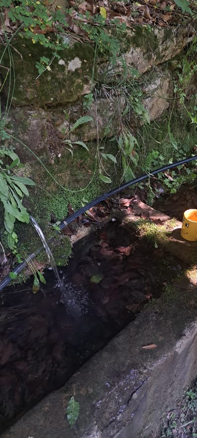 The image depicts an outdoor scene, likely in Novogortsi, Bulgaria, featuring a water source. A black pipe is submerged in a channel of dark, clear water, from which a stream of water is flowing. The water channel is bordered by moss-covered rocks and vegetation. A bright yellow mug with a smiley face design rests on the edge of the channel to the right. The background consists of a mossy stone wall with various plants and dry leaves. The overall impression is one of a natural, rustic setting.