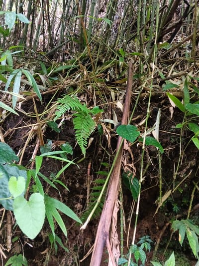 The image depicts a dense, overgrown natural environment, specifically a section of vegetation likely a jungle or forest floor, located in the city of Soibada, East Timor. The scene is dominated by numerous bamboo stalks of varying diameters and shades of green and brown, forming a thick backdrop. The foreground and midground consist of dark, exposed soil, tangled with roots and covered by a variety of green foliage. Prominently featured is a bright green fern with compound leaves in the mid-left. Other plant life includes broad-leafed plants, some with distinct heart-shaped leaves in the lower left, and numerous thin shoots and decaying plant debris. A long, brown, decaying plant stem or segment of bark is angled diagonally from the lower center-right towards the upper center. No individuals, animals, or man-made objects are visible within the frame. The lighting suggests natural daylight filtered through a canopy, illuminating the lush greenery.