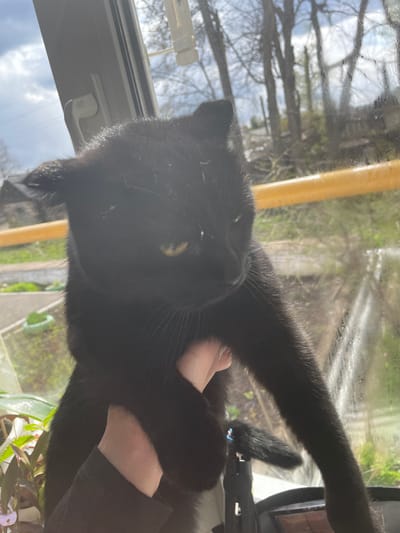 The horizontally oriented image presents a close-up view of a black cat by a window in Ulukulevo, Russia, during the daytime. The cat is the primary subject, looking directly at the camera with bright yellow eyes and prominent whiskers. Its black fur appears sleek, with light reflecting off some strands, particularly around its head and ears.

A human hand, with light skin, is visible on the right side of the frame, gently holding or petting the cat, suggesting an affectionate interaction between pet and owner. The cat's body is partially visible, stretching towards the right side of the image.

The setting is indoors, looking out through a windowpane that exhibits numerous water droplets or condensation, indicating potentially recent rain or high humidity. Beyond the window, the outdoor scene features a cloudy or partly overcast sky, with the intricate, bare branches of trees visible, hinting at late winter or early spring. A distinct yellow vertical bar or pipe runs along the right side of the window exterior. Inside, a white PVC window frame with a handle is seen on the left. In the bottom right corner, the green leaves of an indoor plant are partially visible. No visible text is present in the image.
