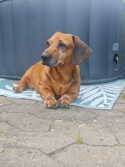 A brown Dachshund is lying down on a mat in front of a dark grey, inflatable object. The dog is facing to the left, looking away from the camera with a relaxed expression. Its front paws are tucked neatly beneath its chest. The mat has a blue and white striped pattern with a leaf-like design. The ground beneath the mat is paved with concrete slabs, and there are some small weeds growing in the cracks. The inflatable object appears to be some kind of pool or hot tub, with a control panel visible on its side. The scene is outdoors, and the lighting suggests it is daytime, likely sunny. There is some text visible on the control panel of the inflatable object, but it is too blurry to read. The setting appears to be a backyard or patio area. The dog seems content and at ease in its surroundings.