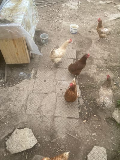 This image depicts an outdoor rural or semi-rural scene in Kipilovo, Bulgaria, characterized by a predominantly dirt and concrete ground. Five chickens are visible: one light brown/tan chicken on the far right, one light brown/tan chicken in the upper-middle, one dark brown chicken in the mid-right, one reddish-brown chicken in the lower-middle, and one light grey/tan chicken in the lower-right. All chickens appear to be hens and are standing on the ground, seemingly foraging or resting.

The environment consists of uneven, light brown dirt mixed with several square, textured concrete paving stones. Scattered debris such as small stones, dry plant matter, and light-colored fragments (possibly food scraps) are present on the ground.

In the upper-left, a wooden structure, possibly a crate or table base, supports a table draped with a patterned tablecloth featuring muted green and brown botanical or animal motifs. A large, irregular light-colored rock or concrete chunk rests on the tablecloth, securing it. A transparent plastic sheet is draped over the wooden structure, extending towards the ground.

Two plastic buckets are on the ground in the upper-middle area: a smaller, darker bucket labeled "3B1" containing liquid, and a larger, white bucket labeled "Daisy" also containing liquid. A clear, opened plastic clamshell container is visible on the dirt near the base of the wooden structure. The scene is illuminated by natural daylight. No people are visible.
