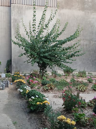 The image depicts an outdoor scene featuring a variety of plants and a textured wall. A tree with lush green foliage dominates the left side of the frame, its branches fanning out against a rough, light-colored wall. To the right of the tree, a garden bed is visible, filled with a mix of flowering plants. These flowers display a range of colors, including pink, red, yellow, and white, interspersed with green leaves and stems. The ground appears to be a dry, earthy soil.
In the background, the textured wall continues, with some areas showing variations in color and pattern. Faint horizontal lines are visible on the lower left portion of the wall, suggesting a possible architectural detail or a different material. The scene suggests a daytime setting with natural lighting. There are no people or animals visible in the image.
Several small, dark plastic crates are placed on the ground near the flower beds, one partially visible on the far right and another further to the left. A small blue tag or marker is also visible on the ground near the flower beds. The overall impression is of a well-maintained garden area adjacent to a building. The lighting and the dry soil suggest a warm climate, possibly indicative of Uzbekistan. There is no visible text in the image.
