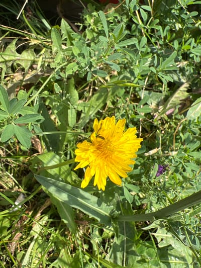 A close-up, overhead shot captures a vibrant yellow dandelion in focus, its petals fanned out against a backdrop of lush green foliage and grass. The dandelion is situated slightly off-center to the right. A small, dark insect, possibly a fly or bee, rests on the flower's surface. The surrounding vegetation is a mix of broad leaves, pointed blades of grass, and smaller clover-like plants with multiple leaflets. A single, small purple flower is visible in the lower right portion of the frame, partially obscured by the greenery. The lighting suggests a bright, sunny day, casting dappled shadows across the scene. The image appears to be an outdoor natural setting, possibly a park or meadow. No specific landmarks or urban features are identifiable to confirm a Yuryevka, Kyrgyzstan location.