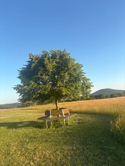 In Wershofen, Germany, a solitary tree stands in a grassy field under a clear blue sky. The tree has a full, green canopy and its trunk is partially encircled by a wooden bench with metal legs. The field transitions to a taller, golden-colored grass on the right side of the image, and rolling hills covered in trees can be seen in the distance. The scene is bathed in natural light, suggesting it is either morning or late afternoon, and the overall atmosphere is peaceful and serene.
