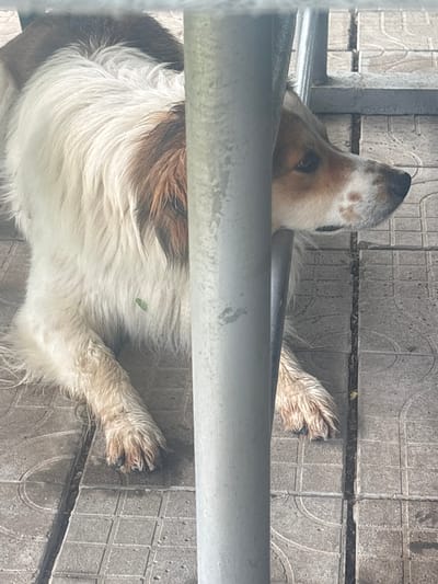 The image shows a dog lying on a gray tiled surface, possibly a patio or walkway, in Dabovets, Bulgaria. The dog is medium-sized with a white, brown, and gray coat. It is positioned behind a gray metal railing. The dog's head is tilted upward, and its paws are visible extending onto the tile. There is a small green leaf caught in its fur. The tiles are patterned with a combination of squares and curved lines.